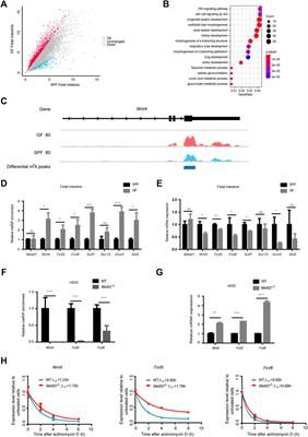 The Maternal Microbiome Programs the m6A Epitranscriptome of the Mouse Fetal Brain and Intestine